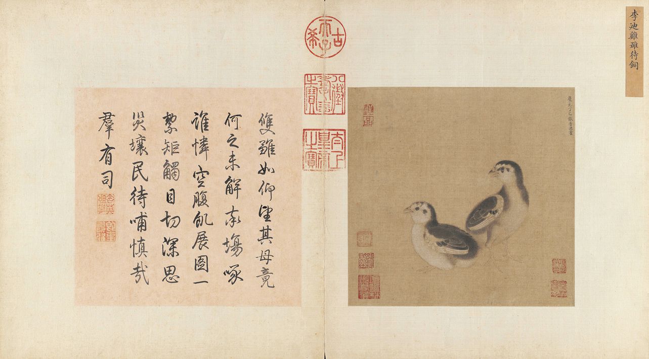 鸡雏待饲图缩略图