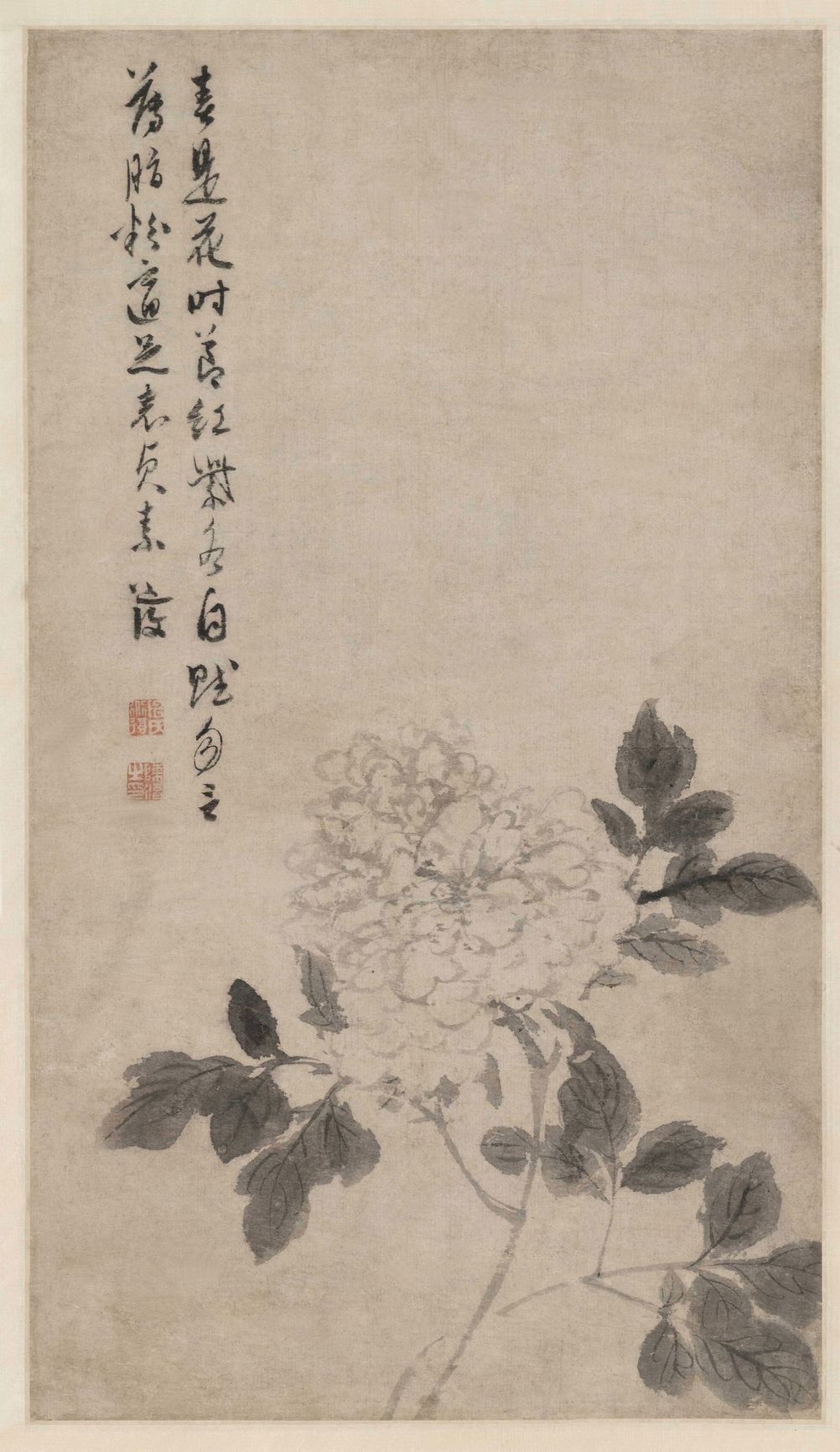 牡丹花卉图预览图