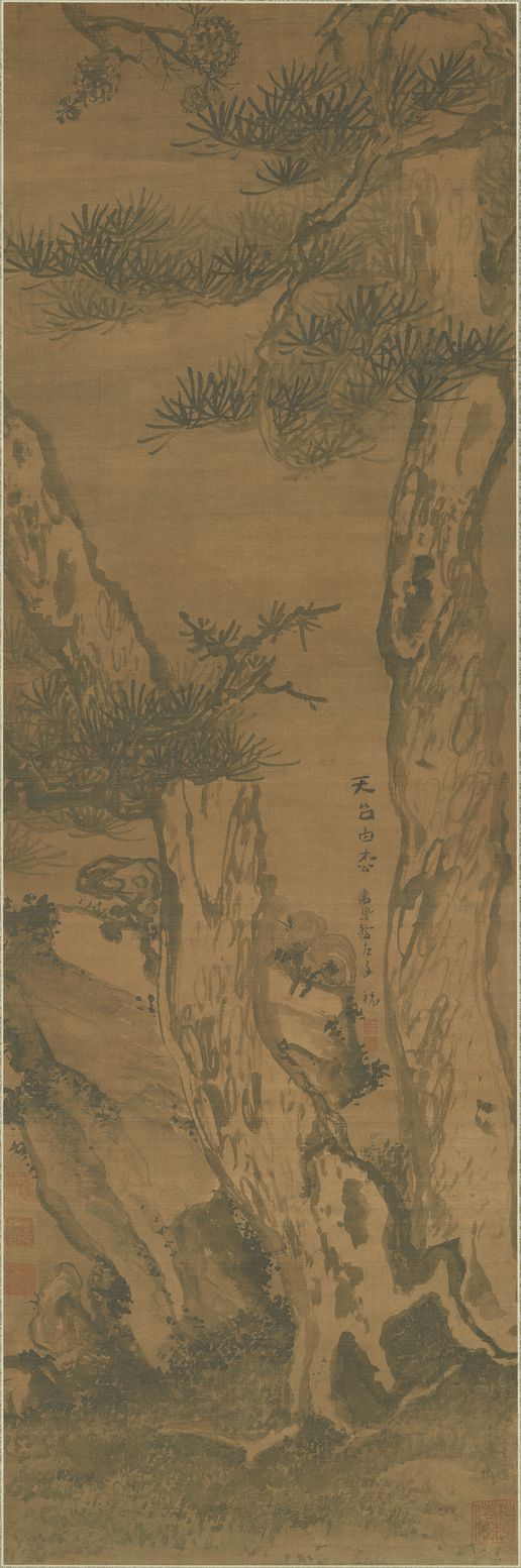 天台白松图预览图