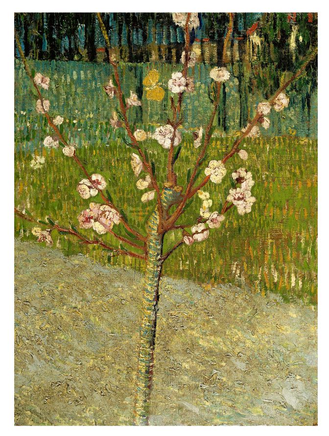 Almond tree in blossom (April 1888 - 1888)缩略图