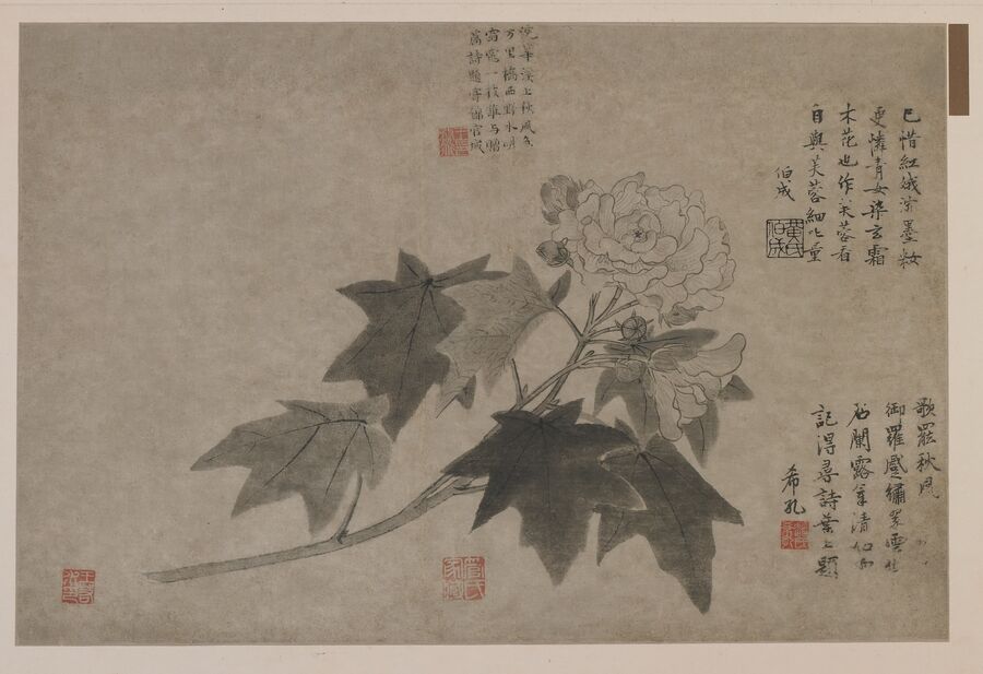 芙蓉花图预览图
