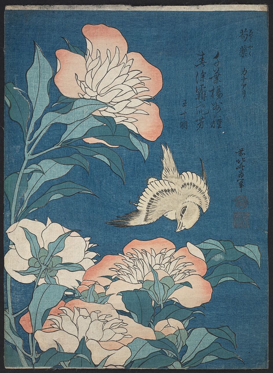 芍药和金丝雀缩略图