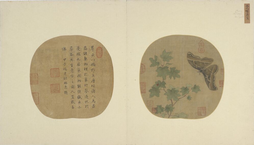 蝴蝶草虫图预览图