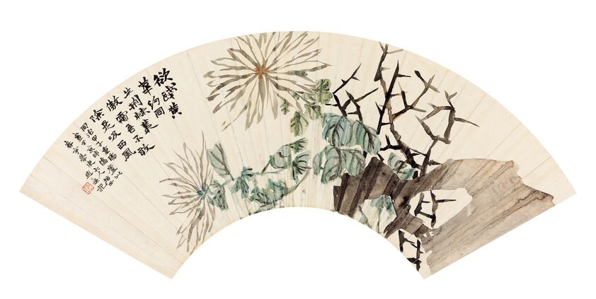 菊石图预览图