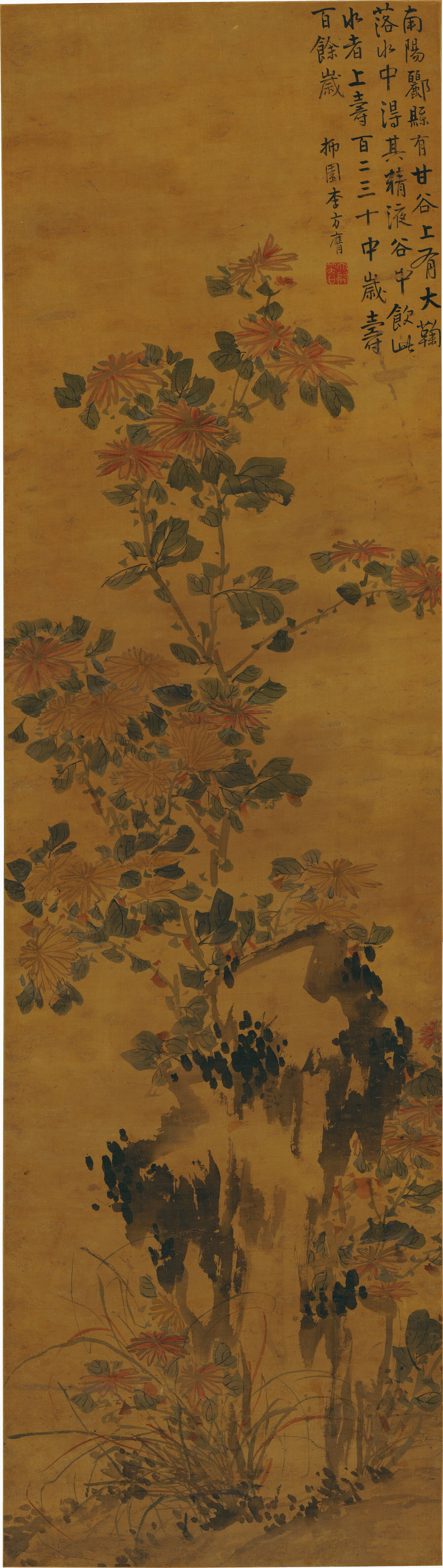 菊石图预览图