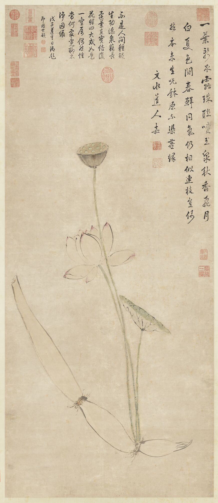 莲藕净因图预览图
