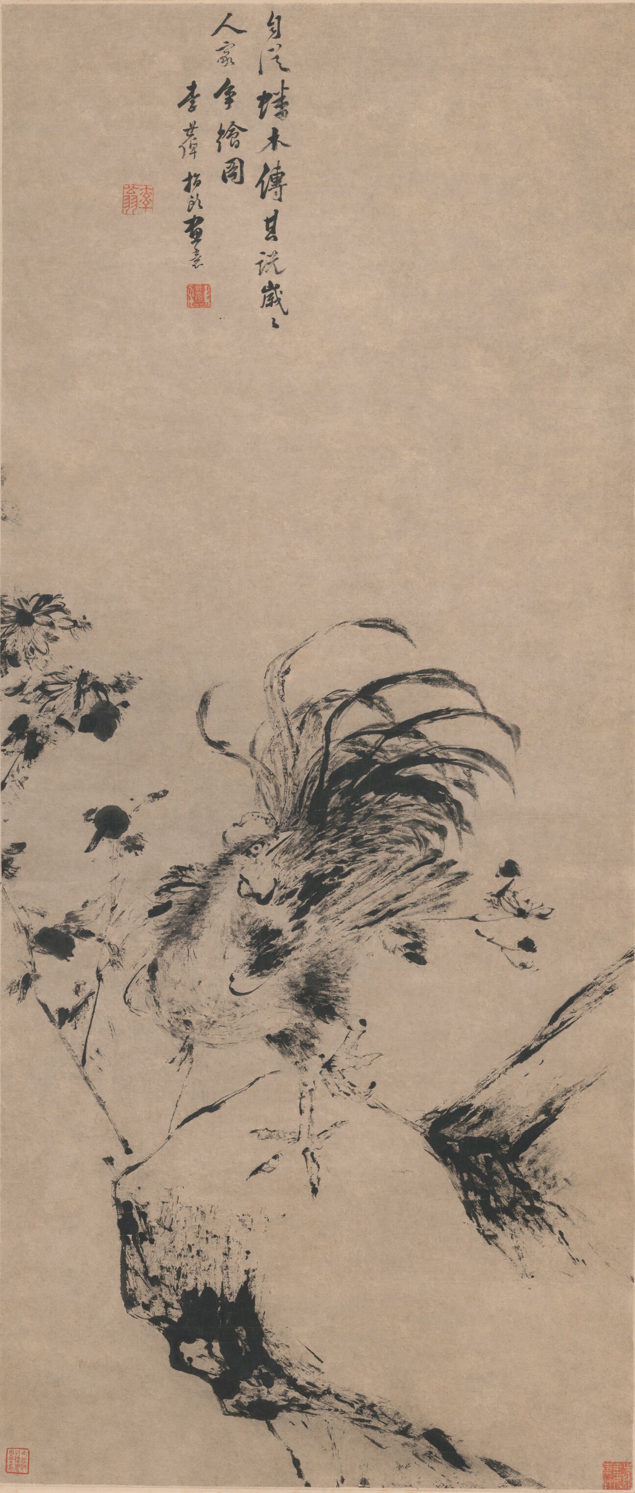 雄鸡菊石图预览图