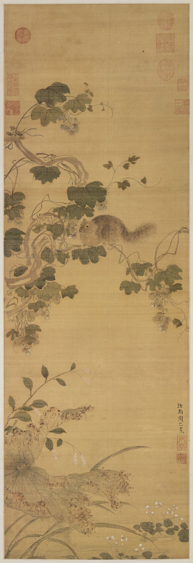 葡萄松鼠图预览图