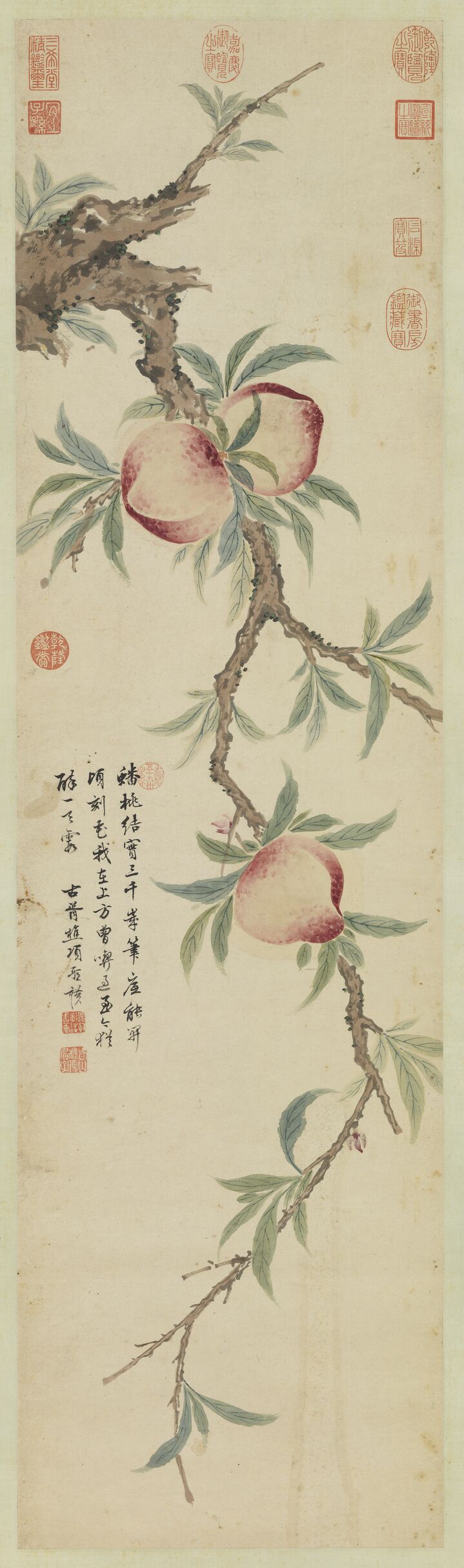 蟠桃图预览图