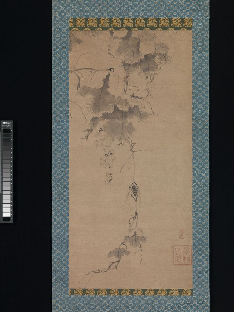 葡萄蝉图预览图