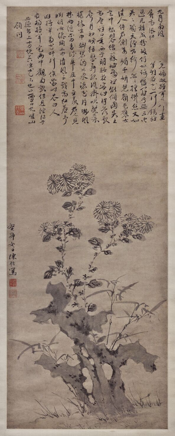 菊石图预览图