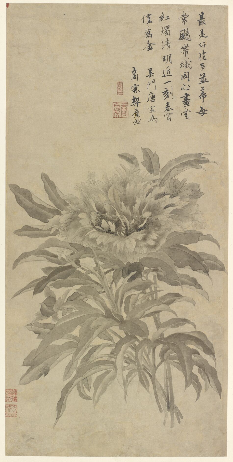 芍药图预览图