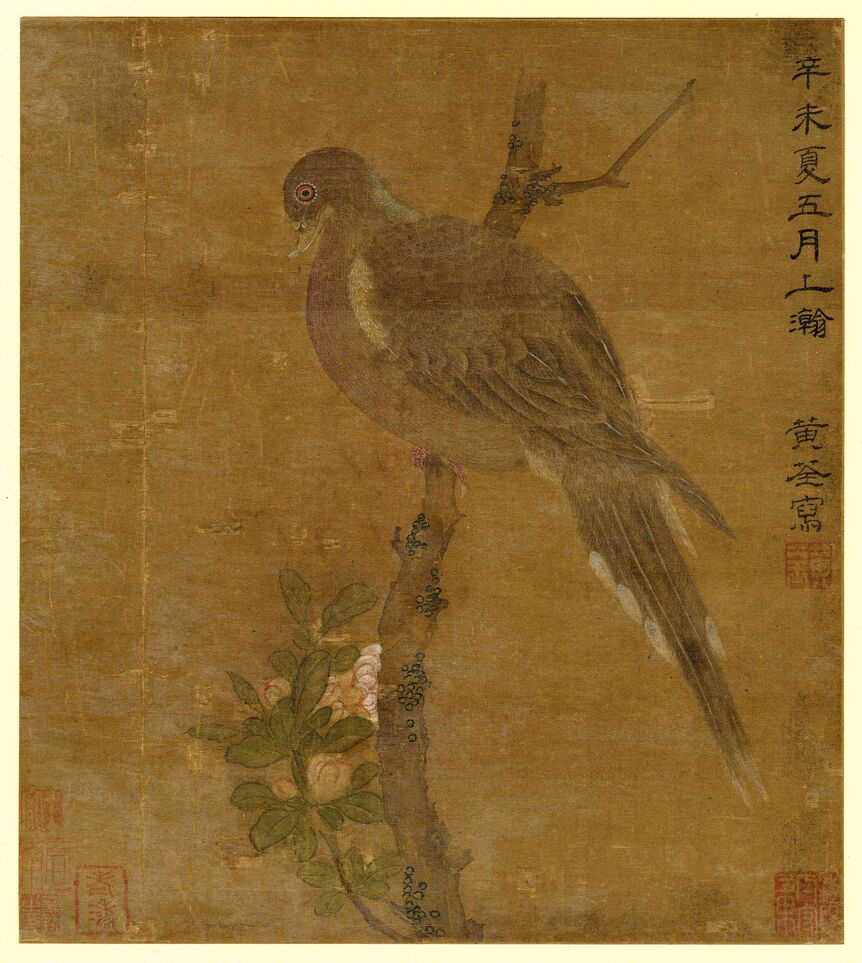 斑鸠图预览图