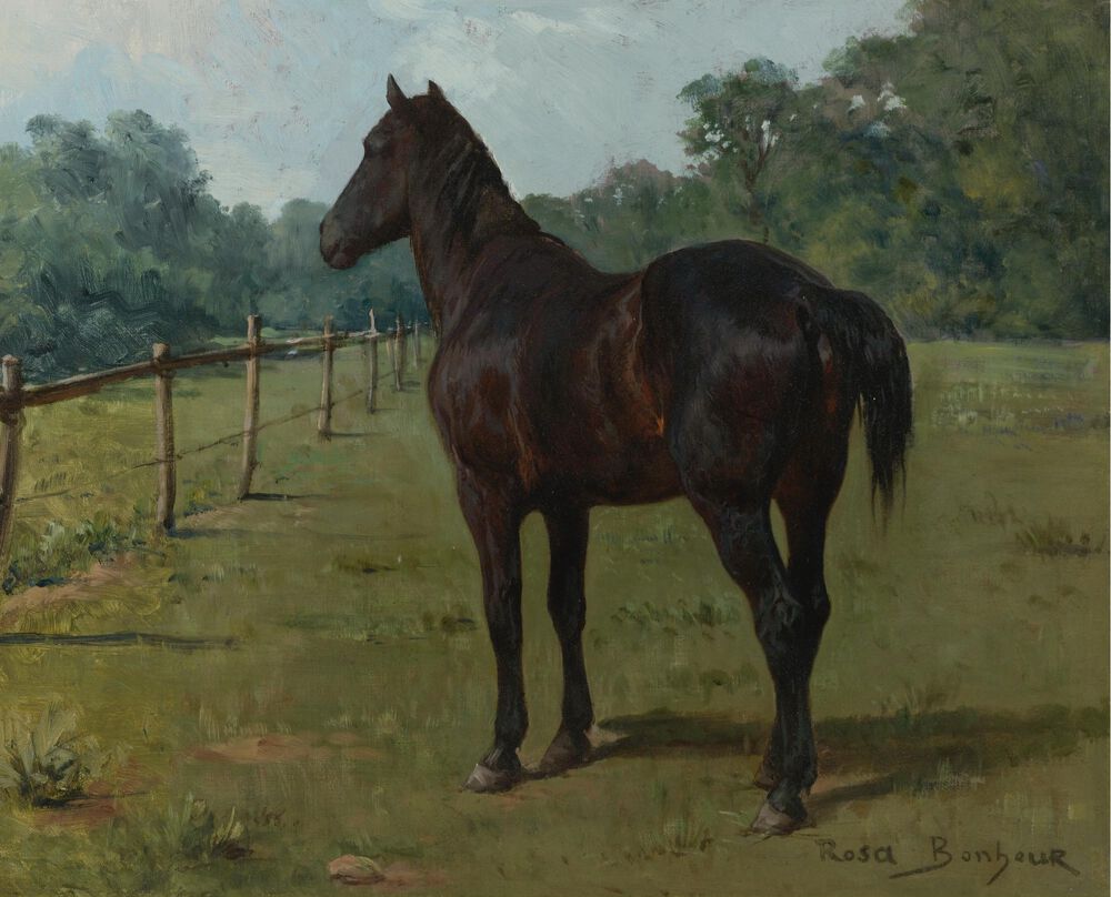 A BAY HORSE IN A PADDOCK缩略图