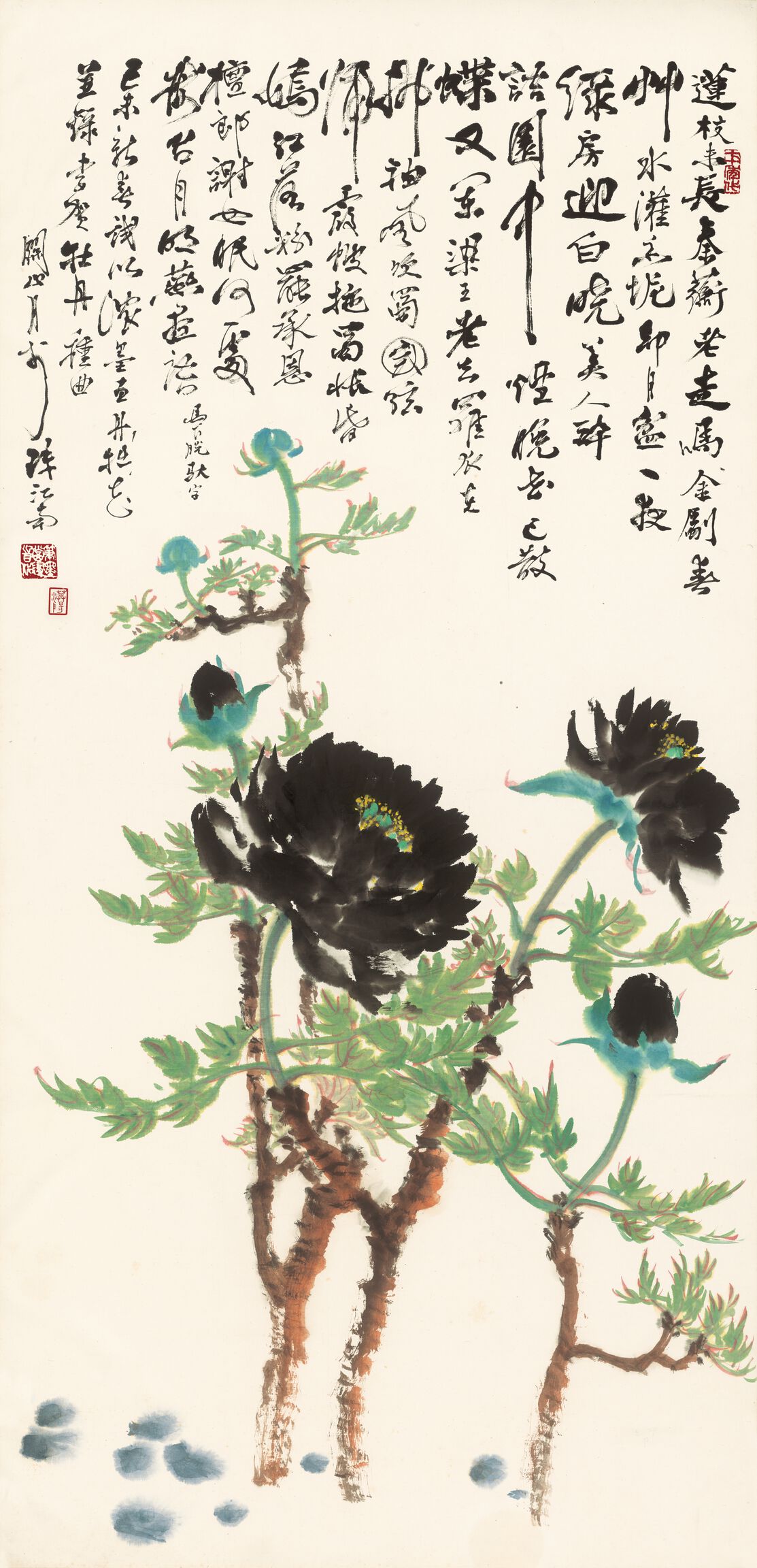 黑牡丹缩略图