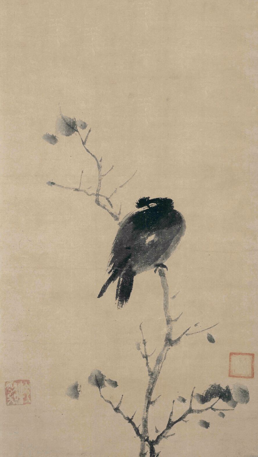 叭叭鸟图预览图
