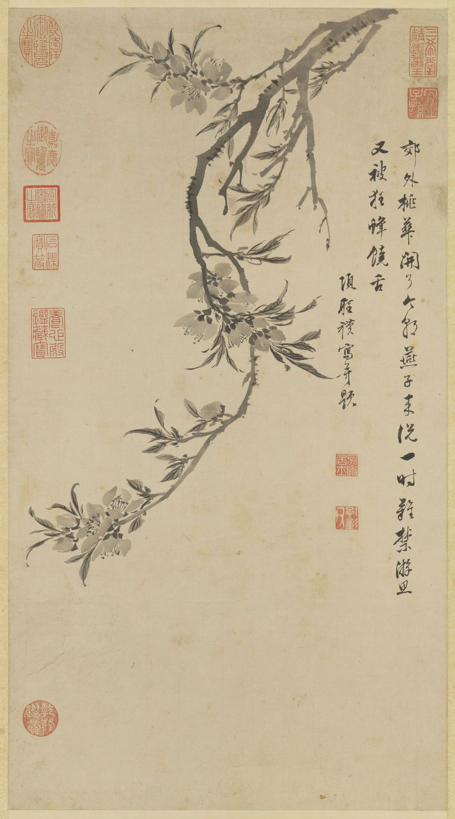桃花写生图预览图
