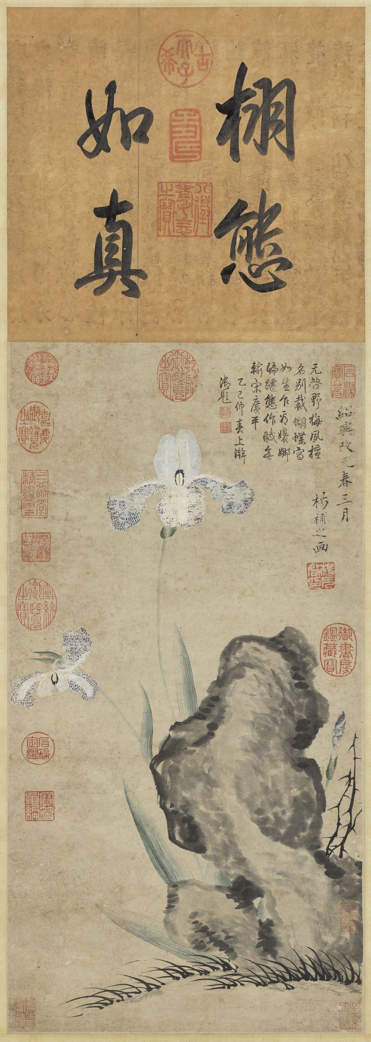蝴蝶花图缩略图