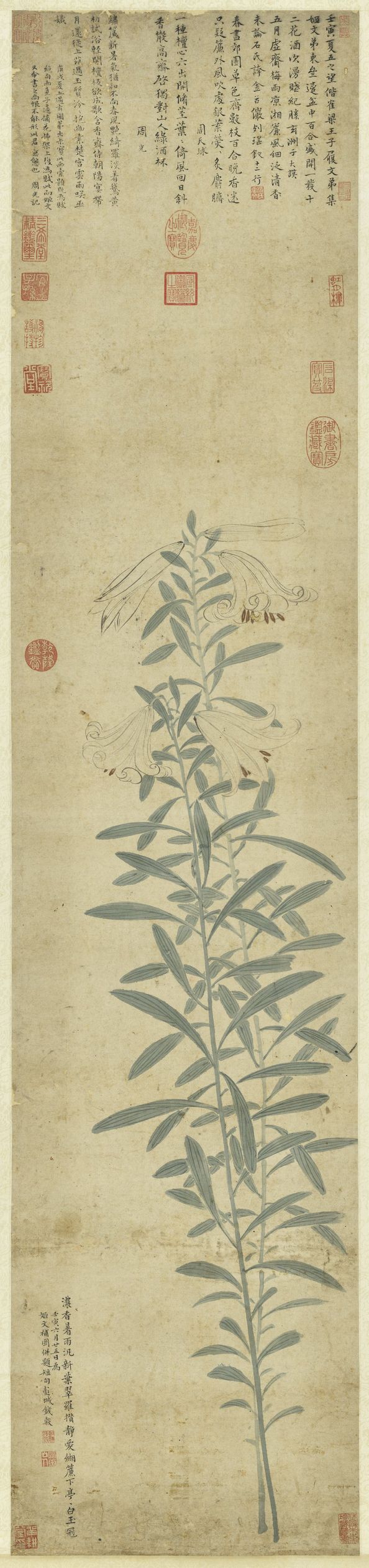 百合写生图预览图