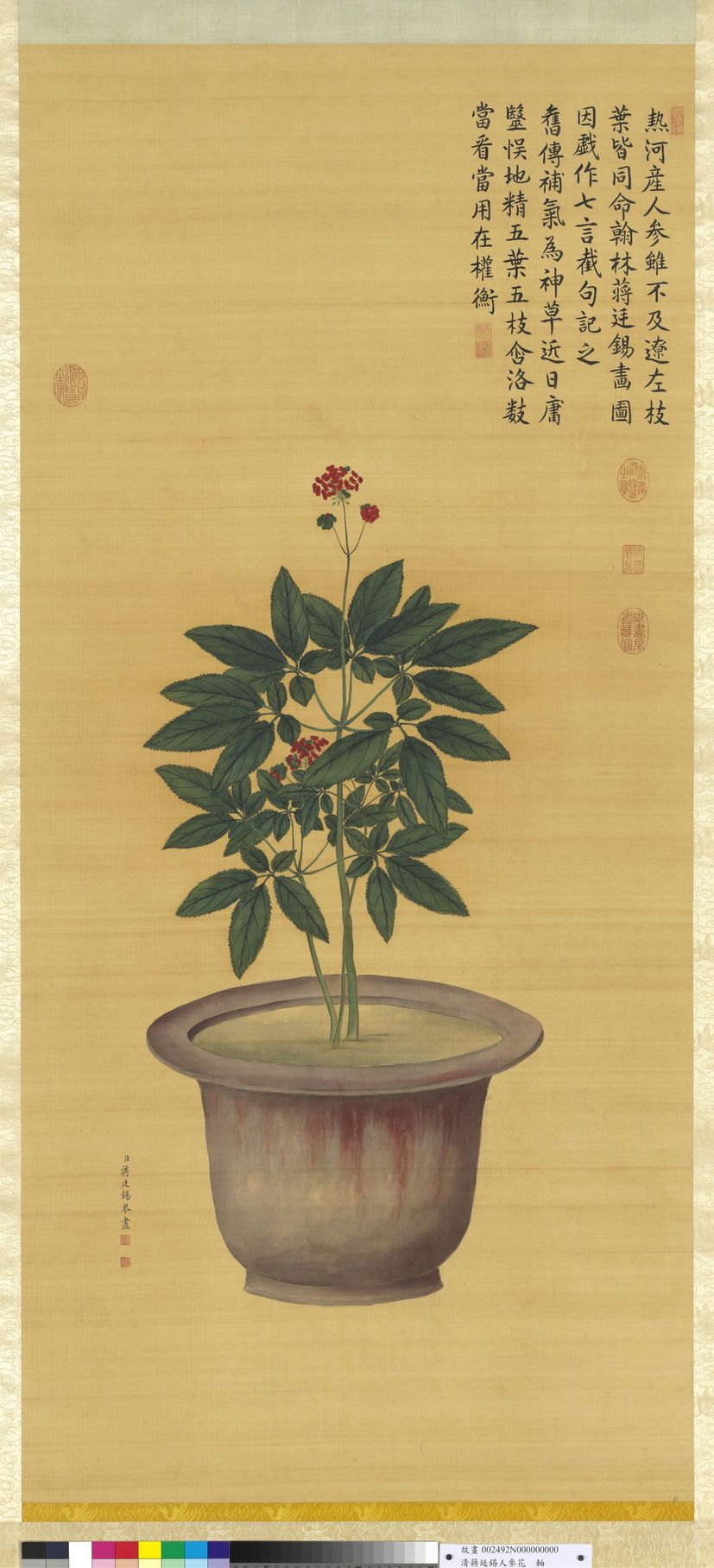 人参花图预览图
