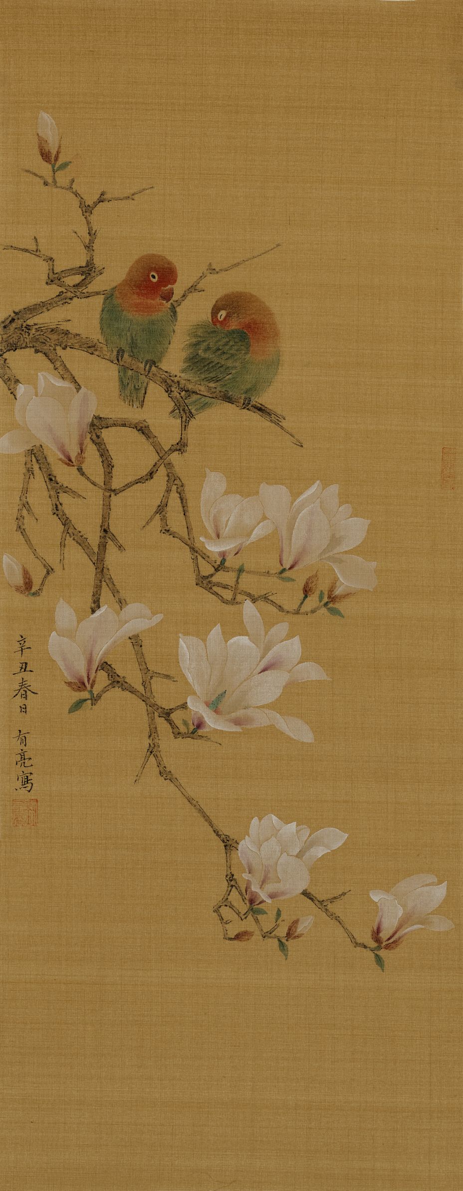 玉兰鹦鹉预览图