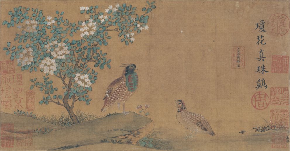 琼花真珠鸡图预览图