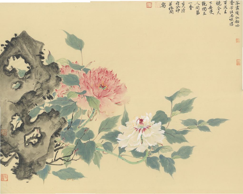 牡丹花缩略图