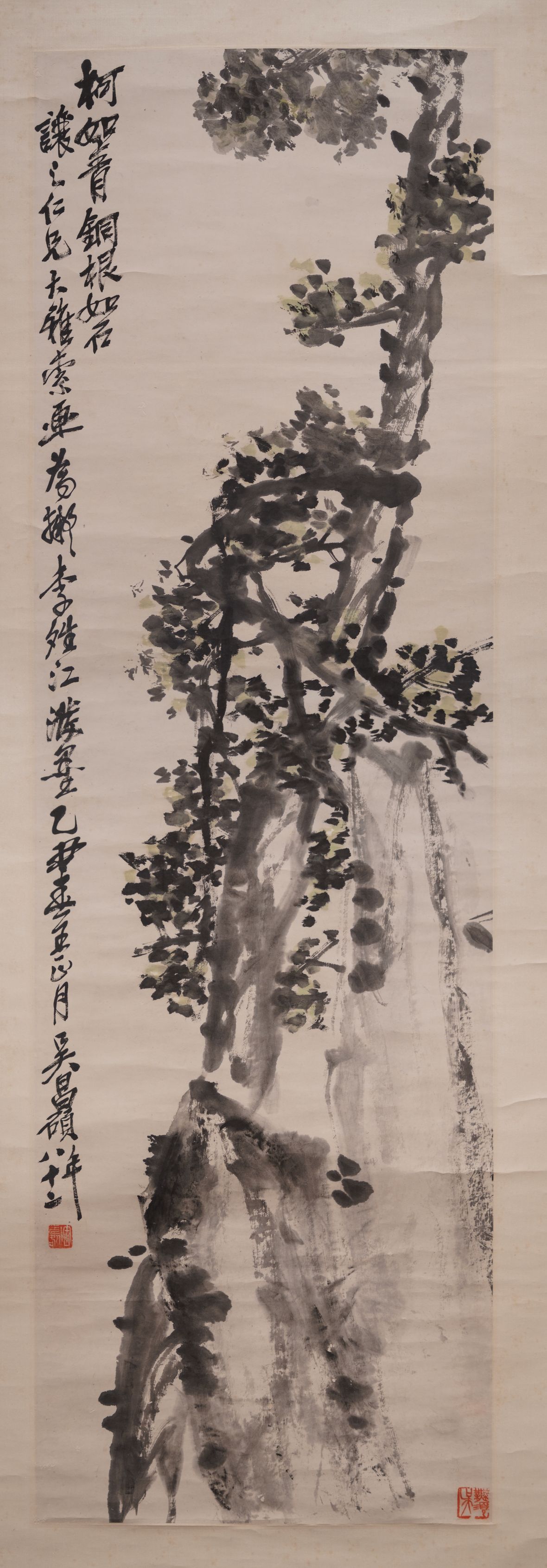 柏树图预览图