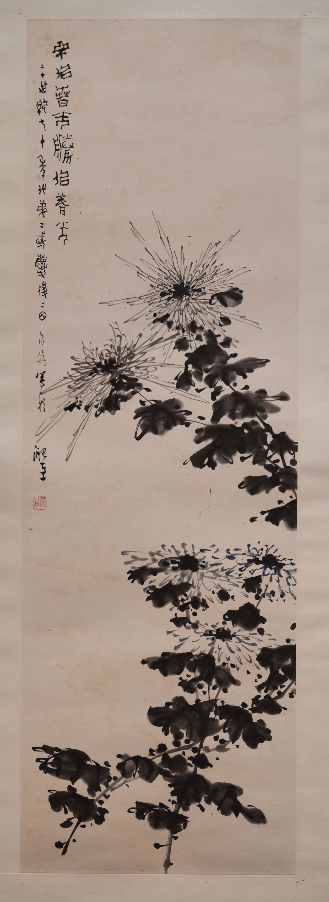 墨菊预览图