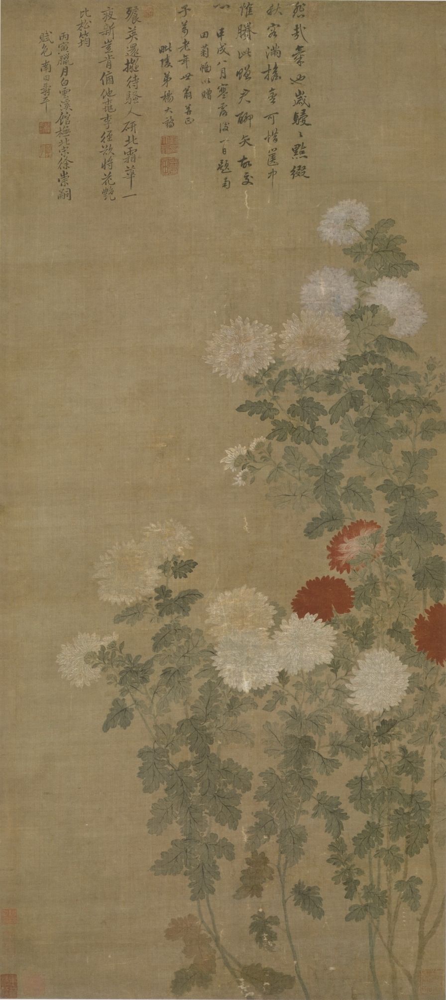 菊花图预览图