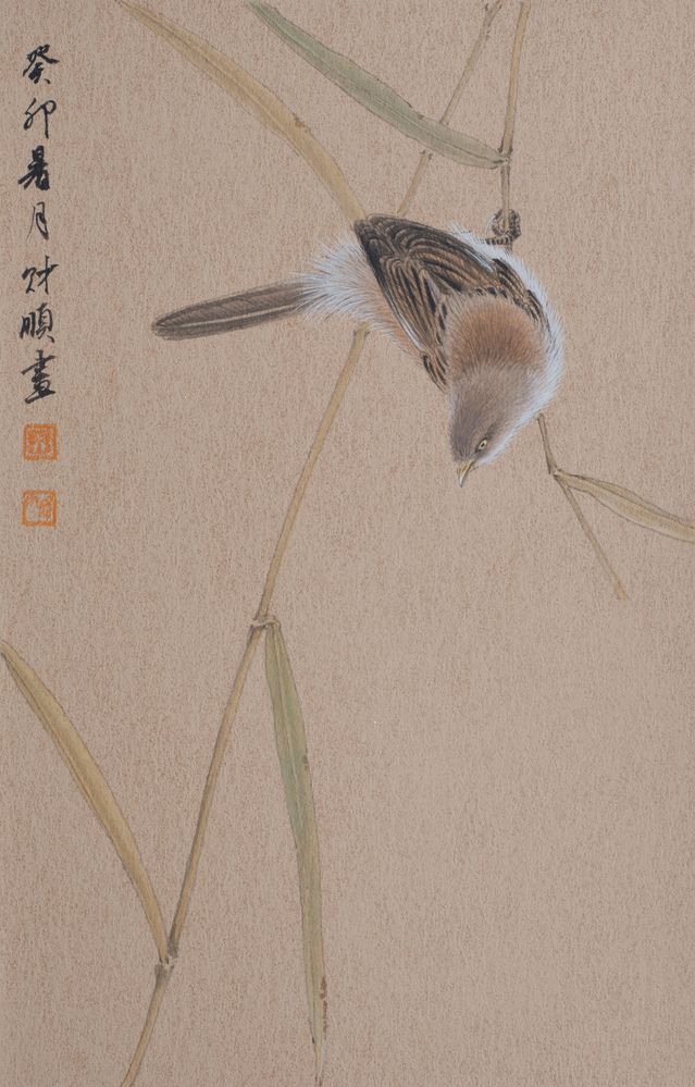 芦草小雀缩略图