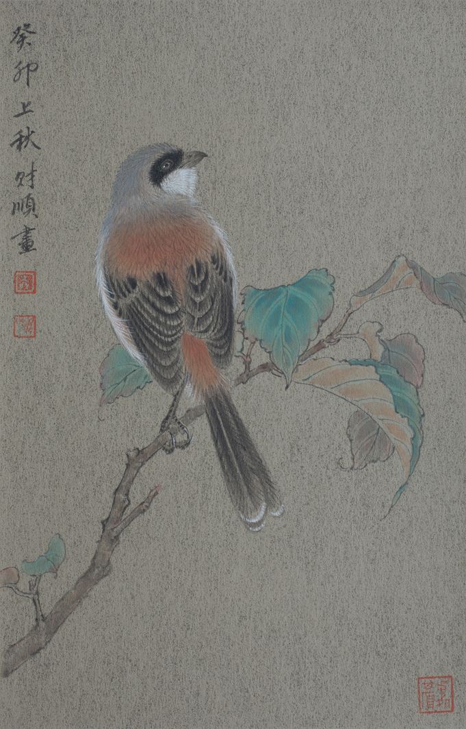 伯劳桑叶缩略图