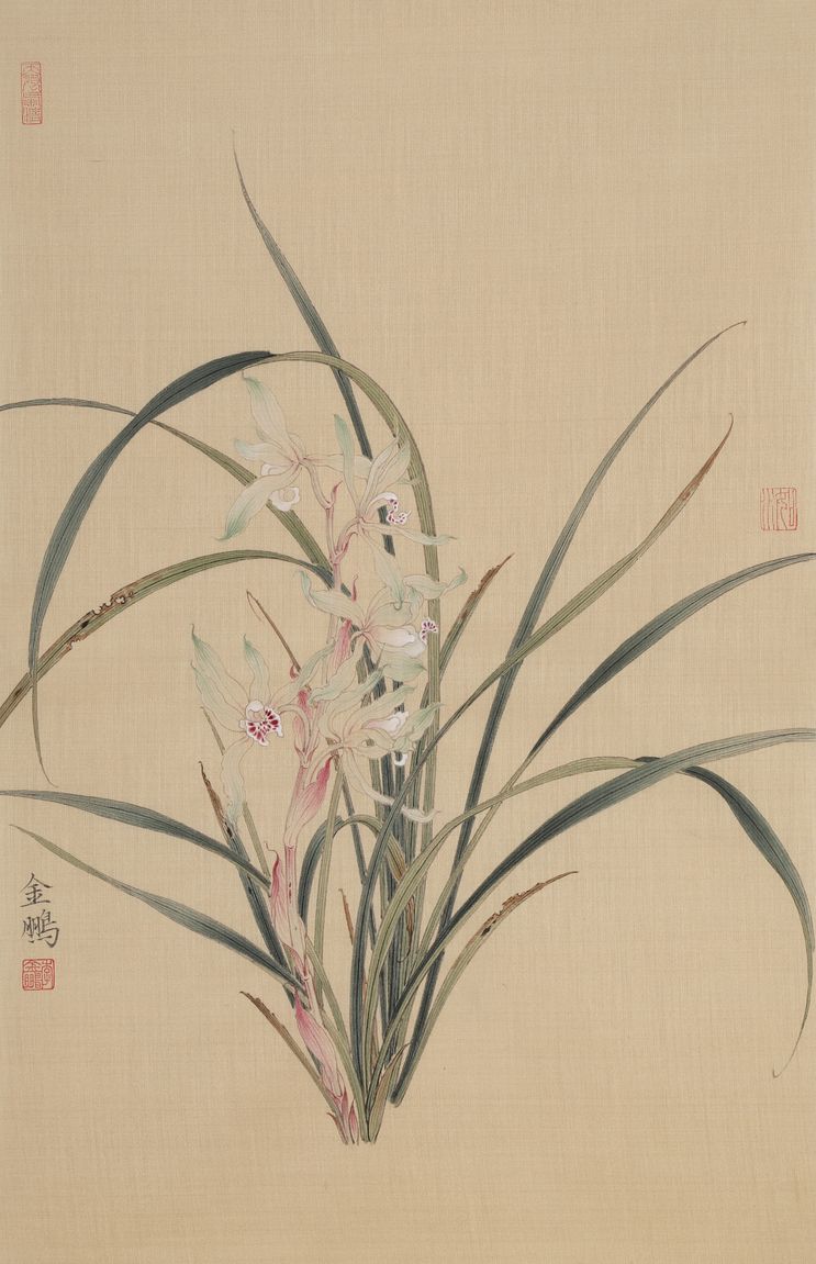 兰花缩略图