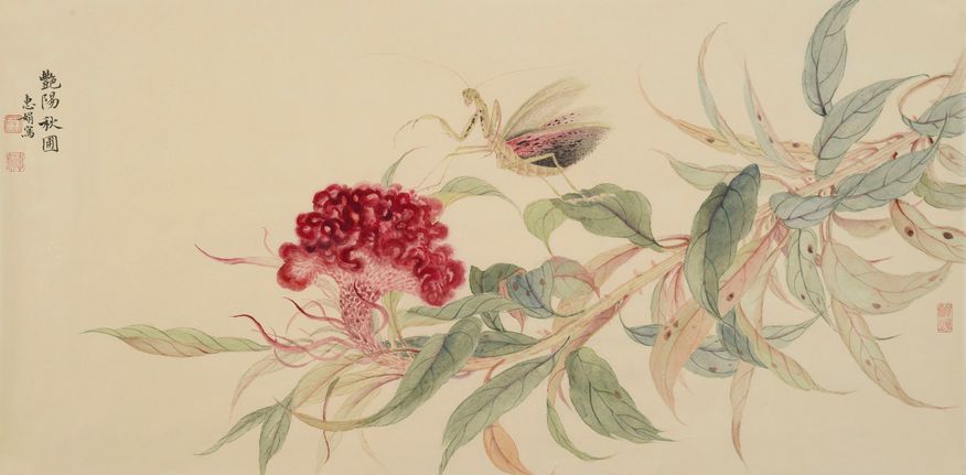 鸡冠花缩略图