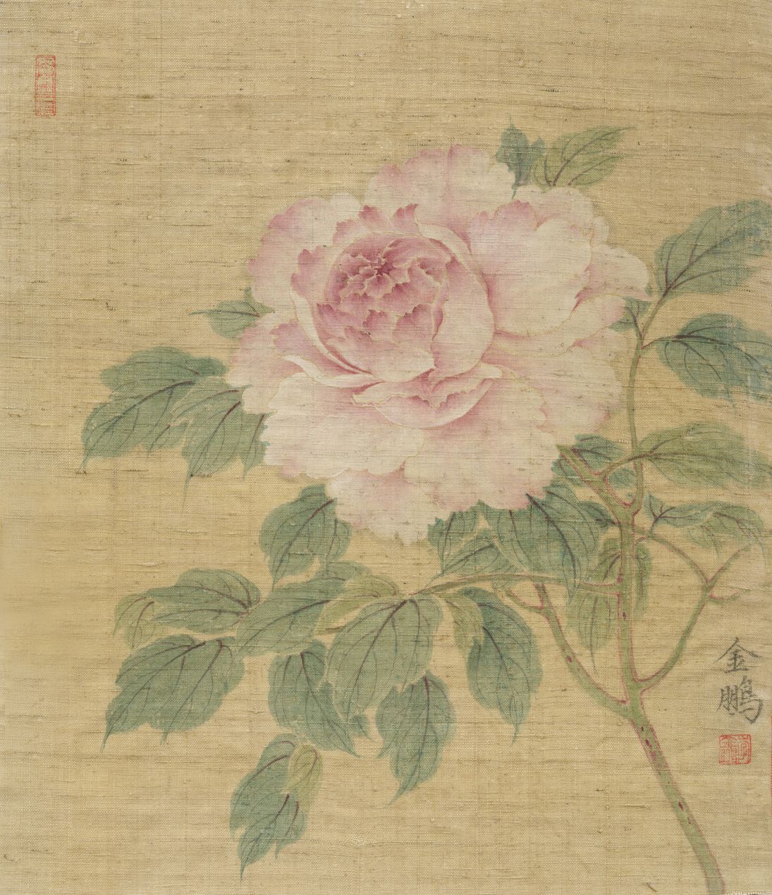 小品牡丹缩略图