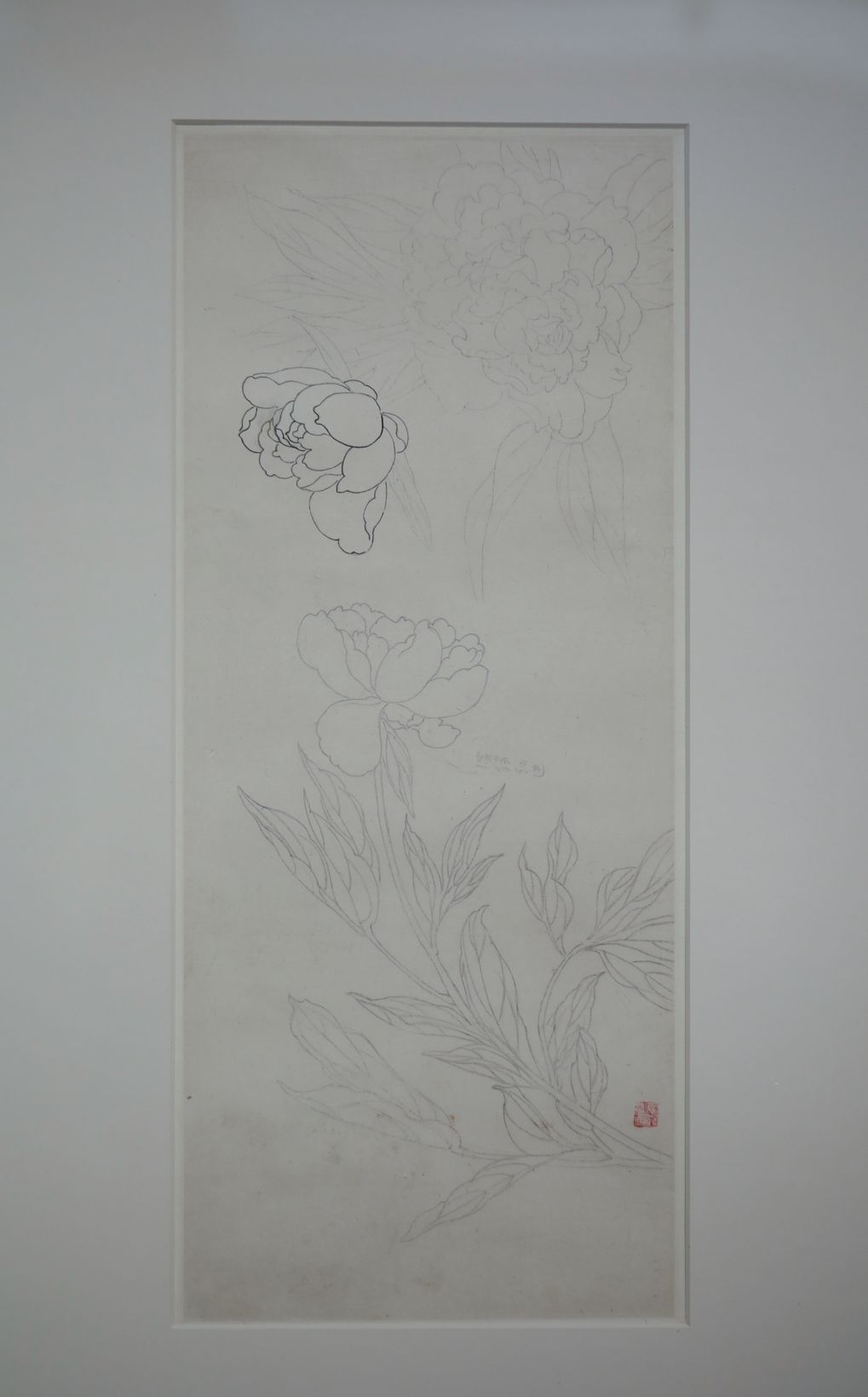 铅笔牡丹预览图