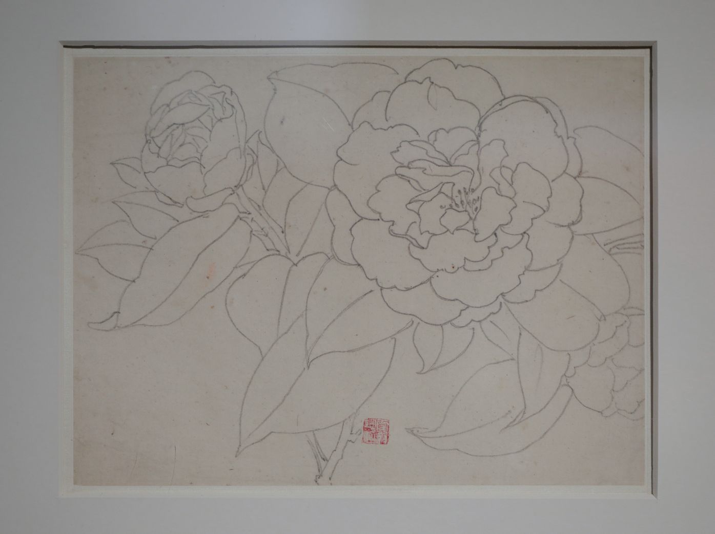 铅笔山茶预览图