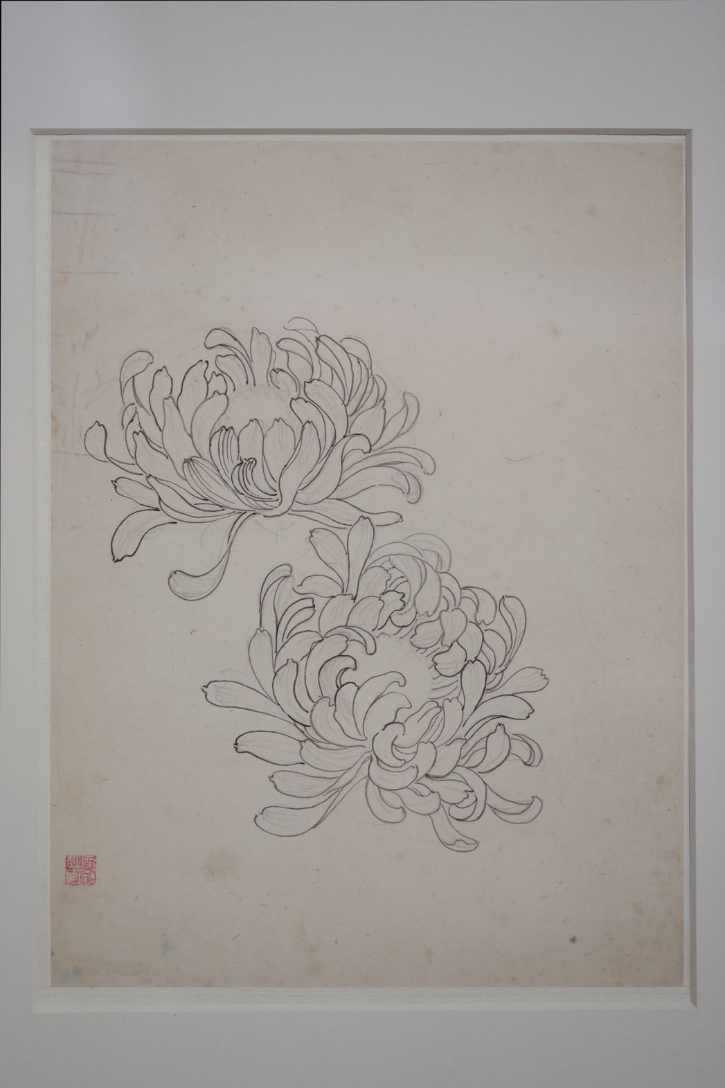 铅笔菊花缩略图