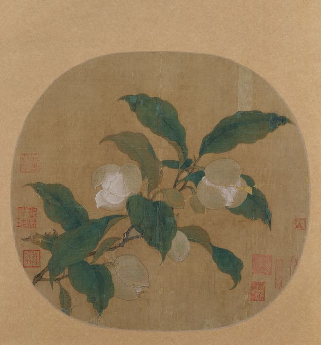 夜合花图预览图