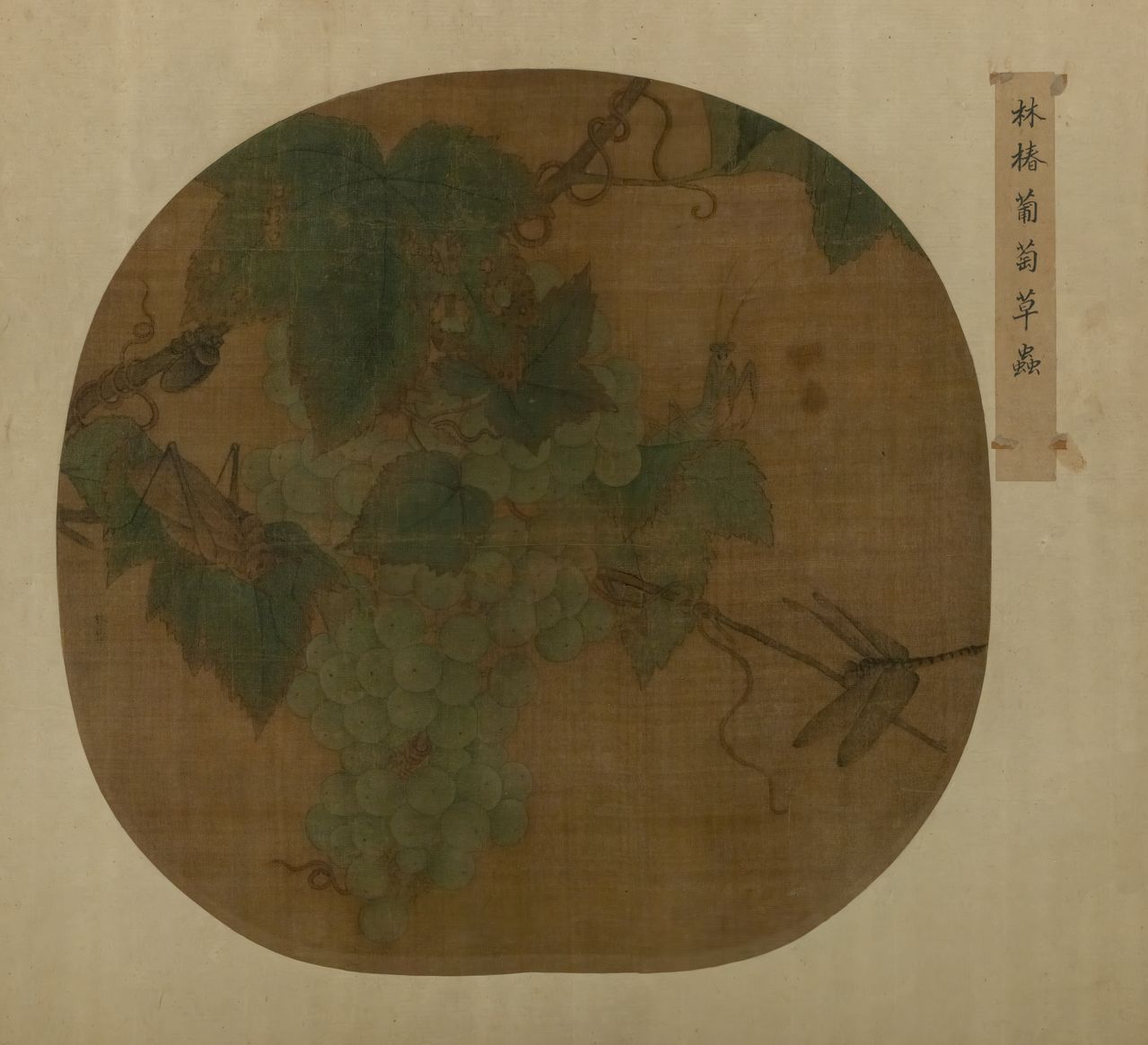 葡萄草虫图预览图