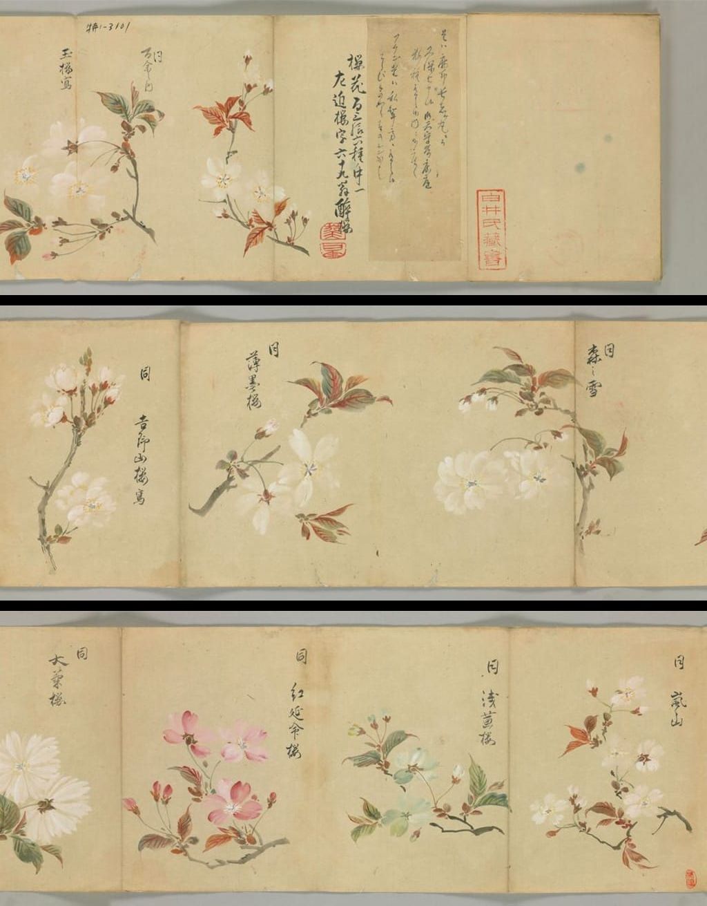 樱花谱图卷预览图