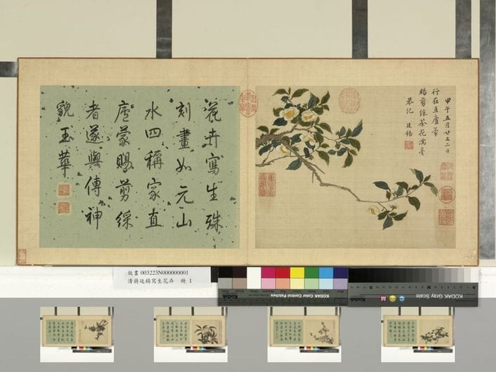 写生花卉册图预览图