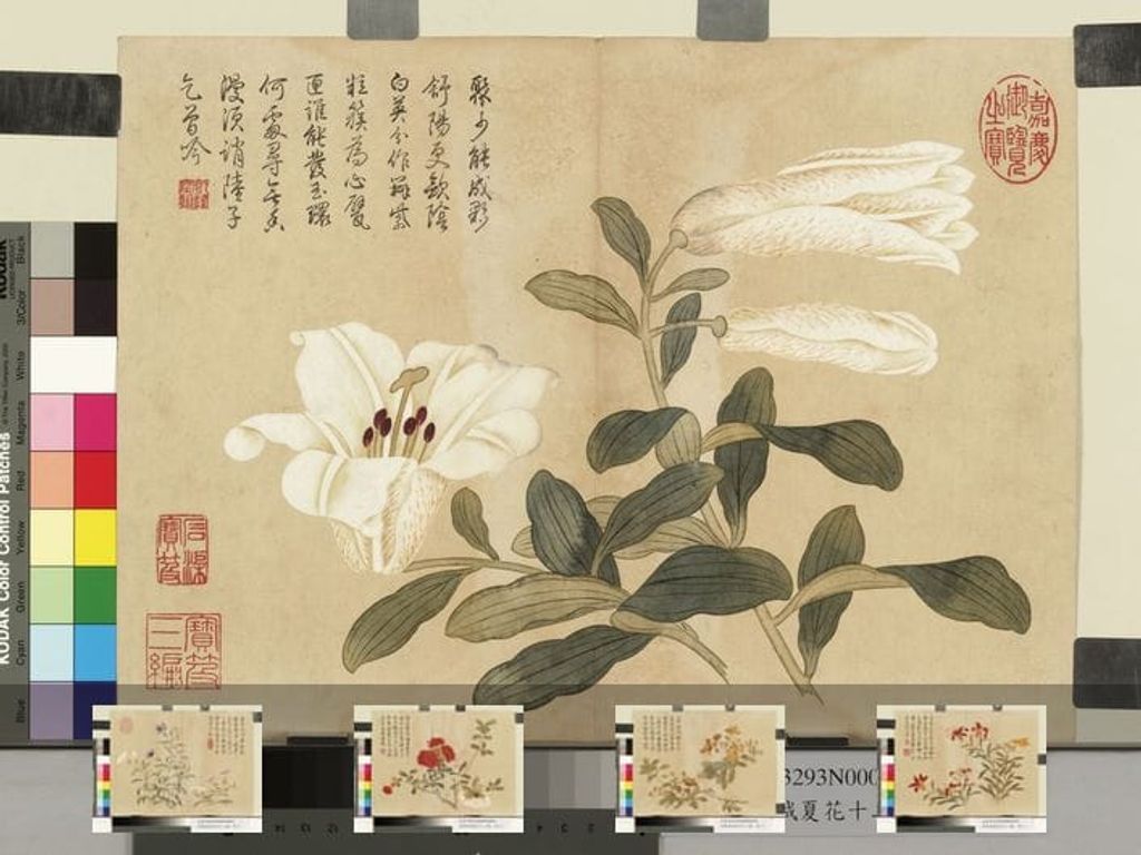 夏花十二种预览图