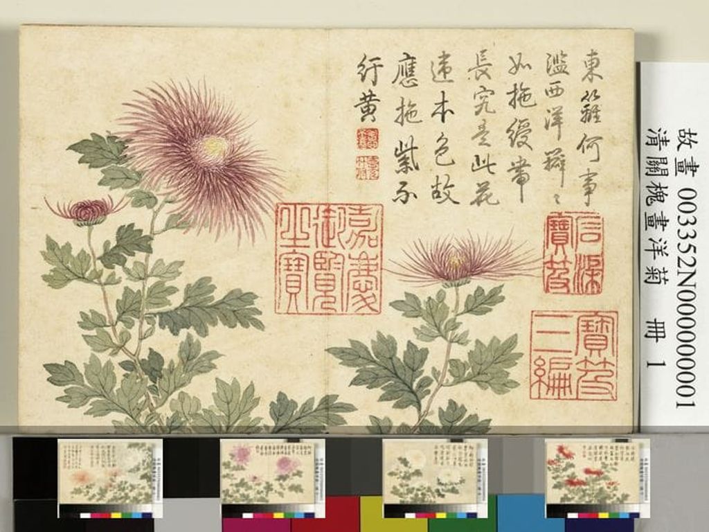 洋菊册缩略图