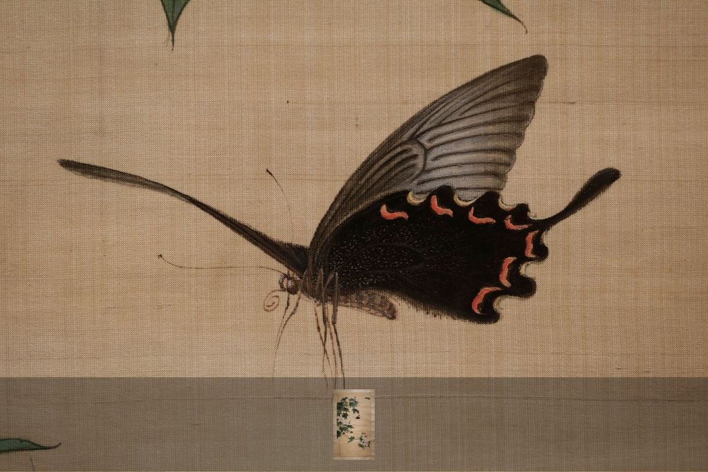 芙蓉蛱蝶预览图